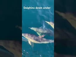 Common dolphins off port Lincoln