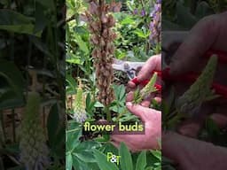How to Deadhead Lupins for a Second Flush of Fabulous Flowers #garden #gardening #gardeningtips