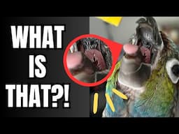 Top 5 AMAZING Parrot Anatomy Facts | Pet Bird Biology and Physiology | BirdNerdSophie