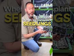 Transplant Seedlings If You See These 4 Signs! (Reshare)