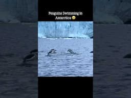 Antarctica me boat pe baithte hi Penguins aa gaye ❤️ #shorts