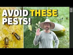 How We Avoid Pest DISASTERS In The Greenhouse | Market Gardening PRO Tips