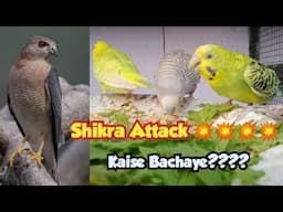 Shikra Attacked my Budgies Parrots........how to prevent from Shikra