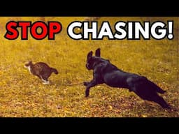 How to STOP Animal Chasing: Step-By-Step Dog Prey Drive Training