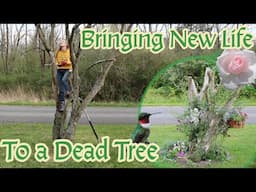 The Making of a Memorial Garden | Bringing new life to a dead tree
