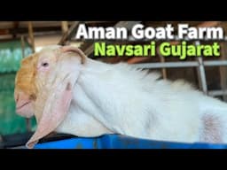 Patira Sojat Goat Farm in Navsari Gujarat | Bakro Ki Video | Bakrabaazi
