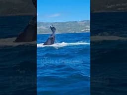 The Whale's Greeting 🐳 #greetings #wildlife #animals #shorts