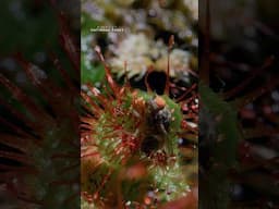 This colorful carnivorous plant has an enticing way of luring in its prey. #AmericasNationalParks
