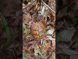 Turtle Time! #animals #nature #shorts