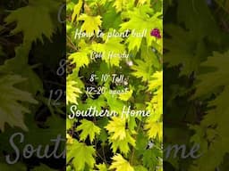 How To Plant Southern Home Grapes #fruit #gardening  #garden