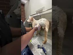 PERFECT DOODLE CLEAN UP!! #shorts #short #viralvideo