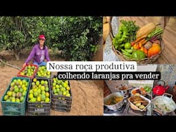 Dia da colheita das laranjas/preparando nosso almoço/ muita fartura na roça