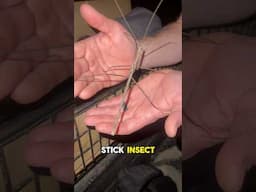 I Found A GIANT Stick Bug In Africa!!! 😱#shorts #insects