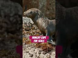 Cape fur seals rely on the sardine run for food. #seals #sardinerun #naturepbs #oceanlife #ocean