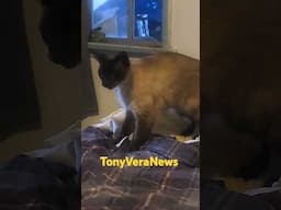 Stray cat Romeo moved in Teena happy