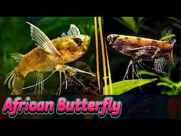 African Butterfly Fish Care Guide: Everything You Need to Know!