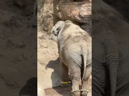 Asian Elephant at the LA Zoo (April 2025) #LAZoo #elephant