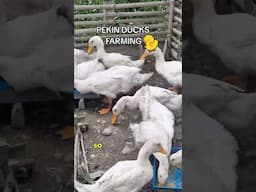 AMAZING PEKIN DUCK FARMING