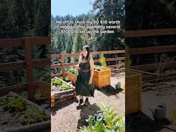 The garden will pay off soon! 😂 #homestead #homesteadgarden #gardening