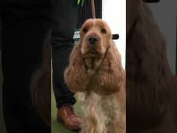 Stunning Suzie Stole Our Hearts At Crufts