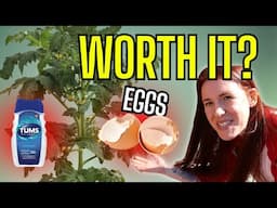 STOP Putting TUMS & Eggshells in Your Tomato Holes (Here’s Why)