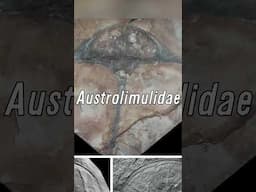Vaderlimulus - The Darth Vader Horseshoe Crabs (May the 4th)