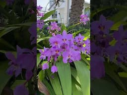 #shorts Spathoglottis plicata in bloom in Miami!  #orchids #orchid #orchidcare