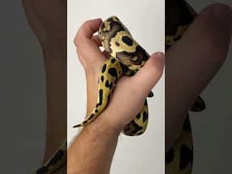 So happy to produce a combo with one of my favorite Acid gene 🔥#ballpython #snake #animal #reptiles