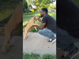 Boerboel puppy training