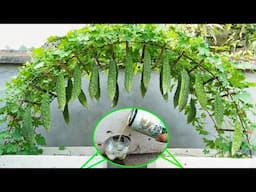 How to grow bitter melon with just one can of beer, lots of delicious fruit