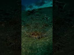 Weird Wobbegong Shark #sharks