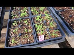 Spring Has Sprung! Garden Update 2025