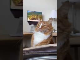 Let this purring be your reminder to unclench your jaw and exhale. Volume up for max effect. 💚