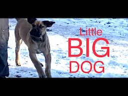 Boerboel puppy Ava