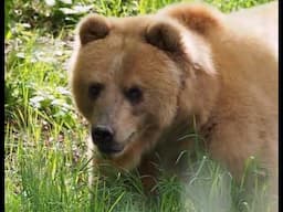 Montana Shed Hunter Kills Grizzly On April 14th, 2025