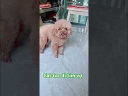 cắt tóc đi tìm vợ cut hair to find wife# shorts # funny