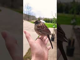A little sparrow resting on my hand 🪶
