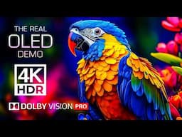 Spectacular Wildlife in Ultra Clarity | 4K VIDEO ULTRA HD – Dolby Vision HDR | OLED Test Demo