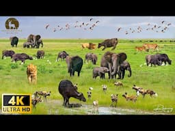 4K African Wildlife: Mount Elgon National Park - Scenic Wildlife Film With Calming Music