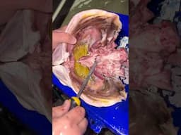 Finding rarest jewell inside a fish head!?