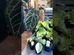Aroid Greenhouses restock at Perfect Choice Nursery