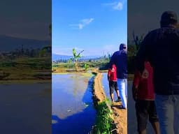 #shortvideo #alamindonesia #suasanaalamgarut #alampedesaan #sulingsunda