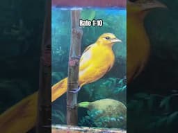 How to Paint a Yellow Bird in acrylics? #painting #art #acrylicpaintingtutorial
