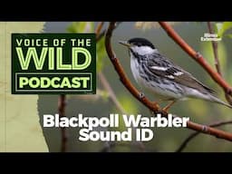 Episode 55: Blackpoll Warbler – Voice of the Wild