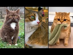 Cute and funny CATS.🐱 And Some Just Interesting Moments.😻Videos🔶 Сompilation # 56🔶