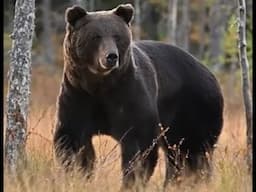 9 Of The Most Terrifying Bear Attacks
