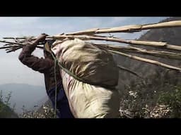 Organic village life || Carrying a load of firewood in the village, going home