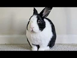 Petting a shedding rabbit until he flies into a rage