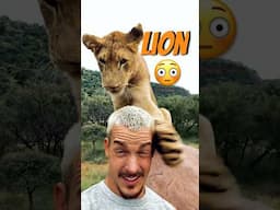 When a lion bullies.🦁