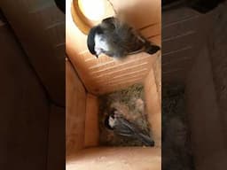 Philbert Sings to the Eggs | Sweet Chickadee Nest Moments
